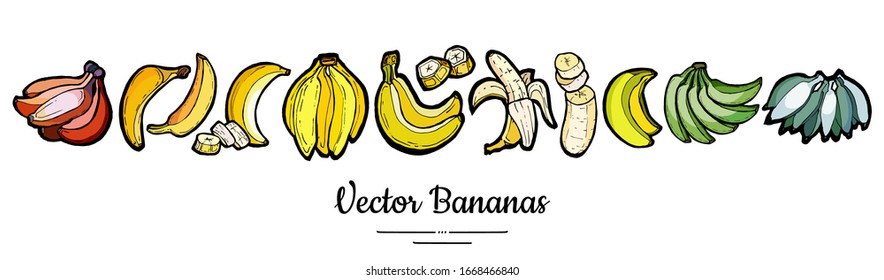 Bananas set vector isolated. Whole chopped banana slices bunch. Yellow green red fruits long banner hand drawn. Food vegetarian logo icons sketch ink style. Fruit bananas illustration white background