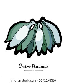 Bananas set vector isolated. Whole green banana bunch. Sweet fruit collection hand drawn. Food vegetarian logo icon sketch style. Fruit banana isolate illustration white background. Trendy food menu