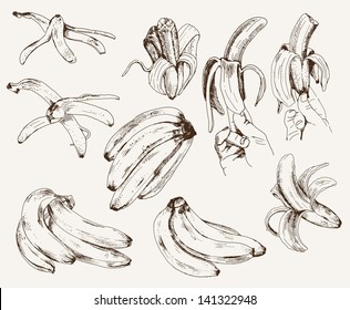 bananas. set of vector sketches