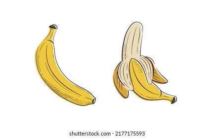 Banana's sketch isolated on white background. Banana vintage doodle icons. Vector illustration