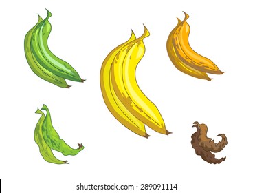 bananas. stages of maturation. vector