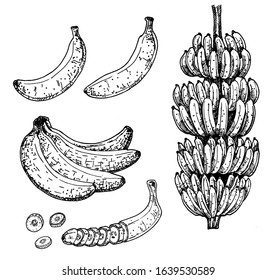 Bananas tree and tropical fruit vector set. Sketch hand drawn collection. Drawing with the image of bananas in different versions. Vector illustration. Hand drawing.