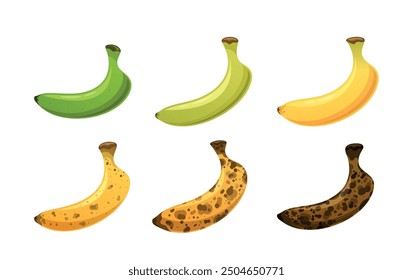 Bananas At Various Stages Of Ripeness, From Green To Brown And Overripe. Sequence Frame of the Banana Ripening Process