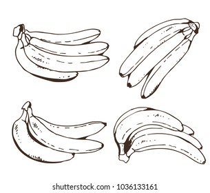 Bananas vector collection, hand drawn illustration, isolated on white background