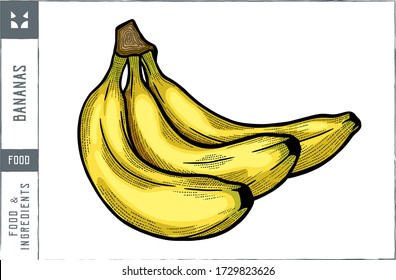 Bananas Vector illustration - Hand drawn - Out line