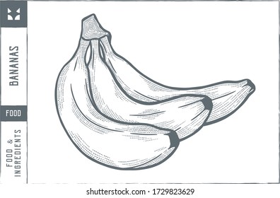 Bananas Vector illustration - Hand drawn - Out line