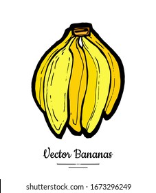 Bananas vector isolated. Whole banana big bunch. Yellow green sweet fruits collection hand drawn. Food vegetarian logo icon sketch ink style. Trendy fruit banana isolate illustration white background.