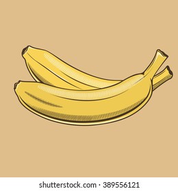 Bananas in vintage style. Colored vector illustration