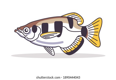 Banded archer fish design Illustration vector art