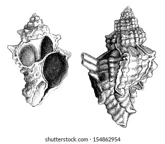 Banded Dye-murex or Murex trunculus or Hexaplex trunculus, source of the Phoenician purple dye of Sidon, vintage engraved illustration. Le Tour du Monde, Travel Journal, 1881