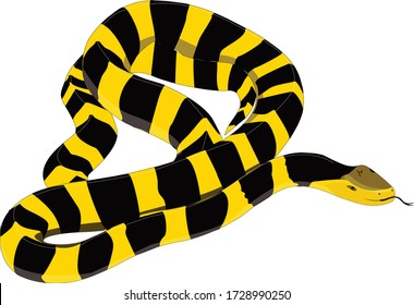 Banded krait (Bungarus fasciatus) snake