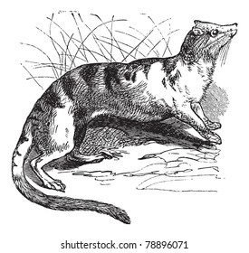 Banded Palm Civet (Hemigalus derbyanus) vintage engraving. Old engraved illustration of Banded Palm Civet.  Trousset encyclopedia (1886 - 1891)
