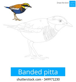 Banded pitta, learn birds educational game, learn to draw vector illustration