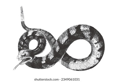 Banded rock rattlesnake (Crotalus lepidus klauberi). Doodle sketch. Vintage vector illustration.