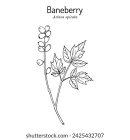 Baneberry or herb Christopher (Actaea spicata), medicinal plant. Hand drawn botanical vector illustration