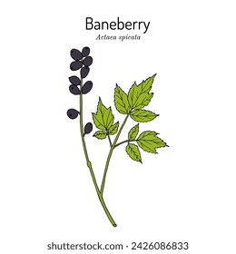 Baneberry or herb Christopher (Actaea spicata), medicinal plant. Hand drawn botanical vector illustration