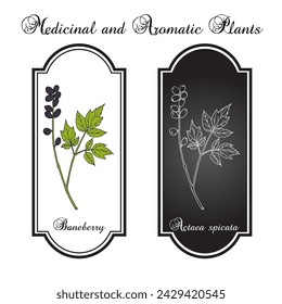 Baneberry or herb Christopher (Actaea spicata), medicinal plant. Hand drawn botanical vector illustration