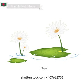 Bangladesh Flower, Illustration of Shapla, Water Lily or Lotus Flowers. The National Flower of Bangladesh.