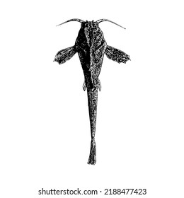 Banjo Catfish hand drawing vector illustration isolated on white background