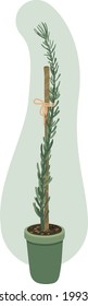 Banksia ericifolia seedling with wood stake in green pot. Colorful vector illustration isolated on light pastel background color. Beautiful plant  in cartoon style. 