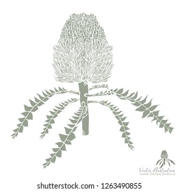 Banksia Flower In Bloom Vector