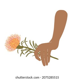 Banksia flower in woman hand. Female arm hold the exotic pink and yellow Proteaceae flora. Vector logo hand drawn isolated Illustration in trendy flat style