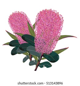 Banksia Pink Flowers