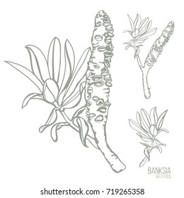 Banksia Seed Pods Vector Illustration On A White Background