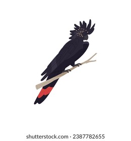 Banksian, red tailed black cockatoo sitting on branch. Tropical parrot with fluffed crest. Exotic bird, australian wild animal. Feathered pet. Flat isolated vector illustration on white background