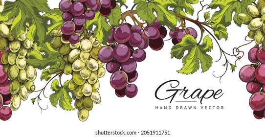 Banner background with hand drawn grape bunches, sketch vector illustration. Label or bottle sticker design, banner for winery and alcoholic beverages shop.