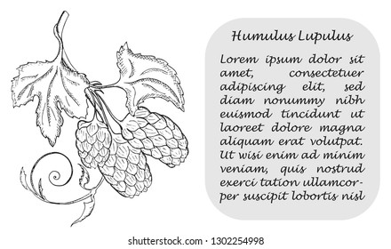 Banner with Black Branch of Hop with Cones. Square Substrate with Place for Description. Herbal with Latin Name Humulus Lupulus. Sketch Style Vector. Herbal Medicine and Food Industry Component.