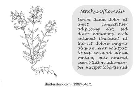 Banner with Black Bush of Betony. Square Substrate with Place for Description. Herbal with Latin Name Stachys Officinalis. Sketch Style Vector. Herbal Medicine and Food Industry Component.