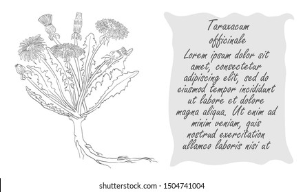 Banner with Black Bush of Common Dandelion. Square Substrate with Place for Description. Herbal with Latin Name Taraxacum officinale. Sketch Style Vector. Herbal Medicine and Food Industry Component.
