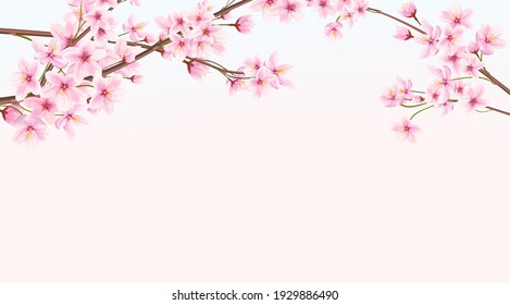 Banner with blooming cherry in spring. Japanese sakura