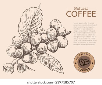 Banner and brochure template of coffee tree and farmer on sketch ink drawing for label packaging, sticker, poster, promotion, banner, t-shirt, tote bag, stamp.