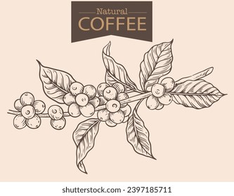 Banner and brochure template of coffee tree and farmer on sketch ink drawing for label packaging, sticker, poster, promotion, banner, t-shirt, tote bag, stamp.