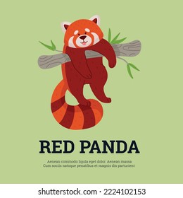 Banner or card design with cute red panda cartoon character flat vector illustration. Funny childish Chinese or Himalayan red or lesser panda animal on color background.