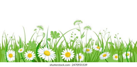 Banner with chamomile and grass. Summer symbol for design flyers, banners, leaflets, posters, advertising, sale