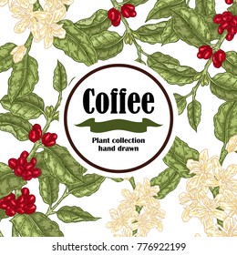Banner with coffee plant. Coffee beans and blooming branch. Vector illustration