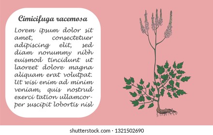 Banner with Colored Bush of Actaea Racemosa. Square Substrate with Place for Description. Herbal with Latin Name Cimicifuga Racemosa .Component for Traditional Herbal Medicine.