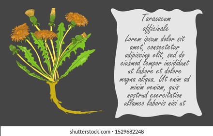 Banner with Colored Bush of Common Dandelion. Rectangular Dark Grey Substrate with Free Shaped Form for Description. Herbal with Latin Name Taraxacum officinale. Herb for Medicine and Food Industry