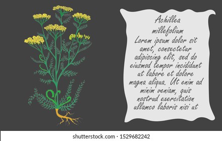 Banner with Colored Bush of Common Yarrow. Rectangular Dark Substrate with Free Shaped Form for Description. Herbal with Latin Name Achillea millefolium. Herbal Medicine and Food Industry Component