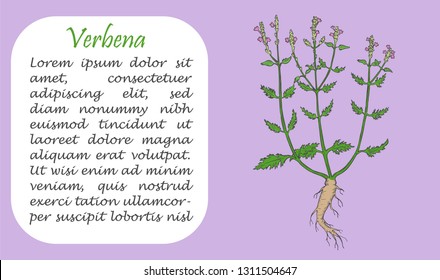 Banner with Colored Bush of verbena or Vervain. Square Substrate with Place for Description. Sketch Style Vector Illustration. Leaflet, Flyer, Banner for Herbal Medicine, Cosmetology, Food Industry.