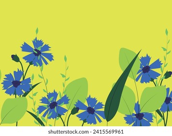 Banner with cornflower flowers, place for text, medicinal herbs and flowers, welcome poster with blue flowers, copy space