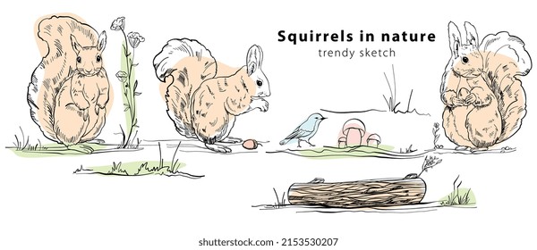Banner with cute squirrels in different poses, on a log, with a nut, an acorn, with a bird in nature on the grass. Hand drawn illustration. Vector sketch of a doodle.