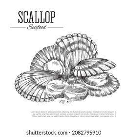 Banner design with scallops mollusks in shells, engraving hand drawn vector illustration. Scallop clams banner or card for seafood restaurants and packaging.