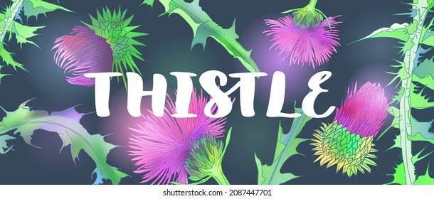 banner design with thistle. Herbal engraved style illustration.