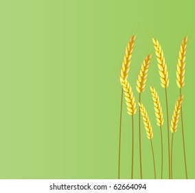 Banner of ears of wheat on a green background