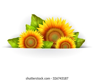 Banner floral background or card template with blooming sunflowers, vector background