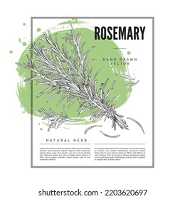 Banner with frame, abstract green shape and hand drawn rosemary plant sketch style, vector illustration isolated on white background. Place for text, natural herb, aromatic plant